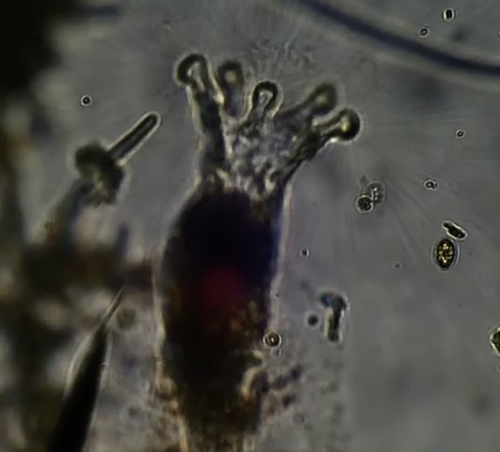 Collotheca coronetta