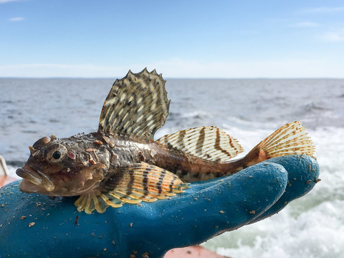 Arctic Staghorn Sculpin