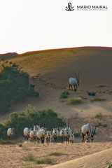 Oryx leucoryx