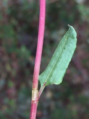 Muehlenbeckia hastulata