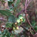 Wirevine - Photo (c) Matt Berger, some rights reserved (CC BY), uploaded by Matt Berger