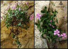 Petrocoptis guarensis