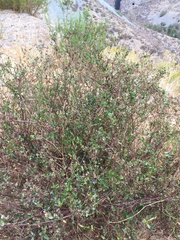 Muehlenbeckia hastulata