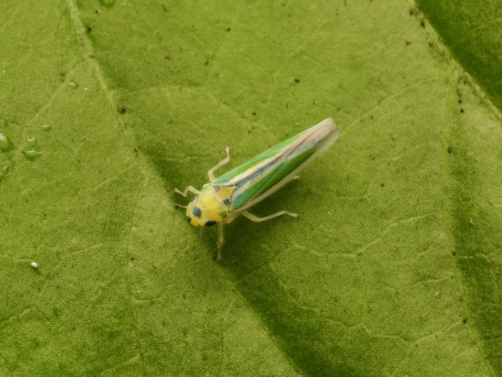 Atkinsoniella atronotata