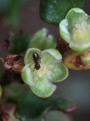 Muehlenbeckia hastulata