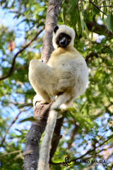 Propithecus deckenii