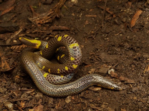 Tailspot Uropeltis