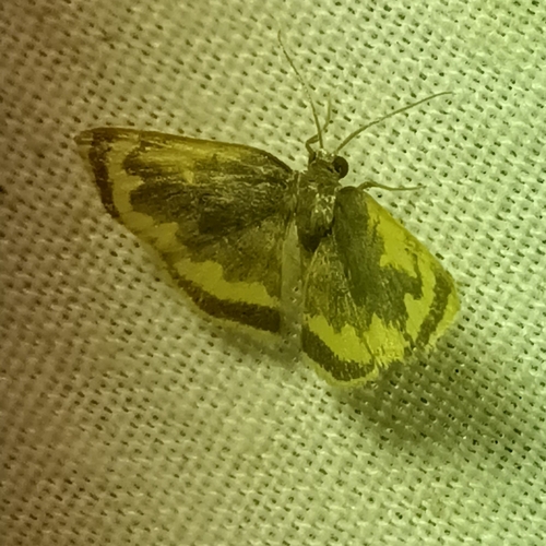 Tricentra lalannei