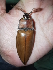 Oxynopterus mucronatus