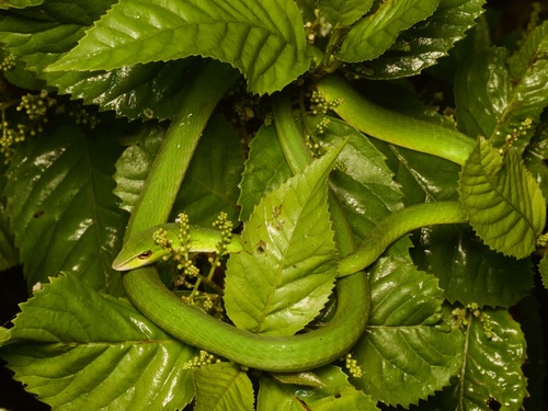 Photo of a Günther's Vine Snake (Ahaetulla dispar)