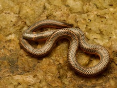 Lined Thorntail Snake photo 2
