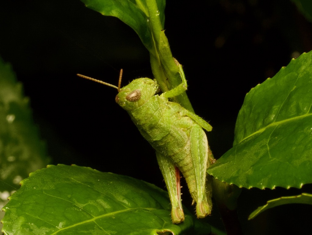 Palniacris rugulosus