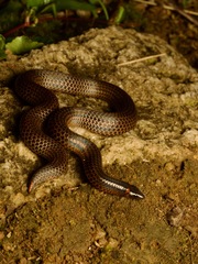 Purple-Red Earth Snake photo 1