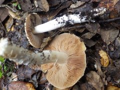 Cortinarius livido-ochraceus