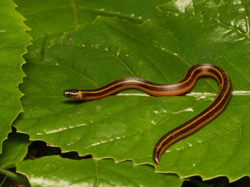 Three-lined Shieldtail