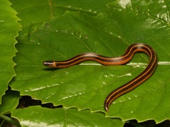 Lined Thorntail Snake photo 1