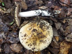 Cortinarius livido-ochraceus