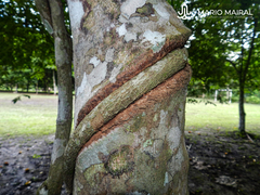 Banisteriopsis caapi