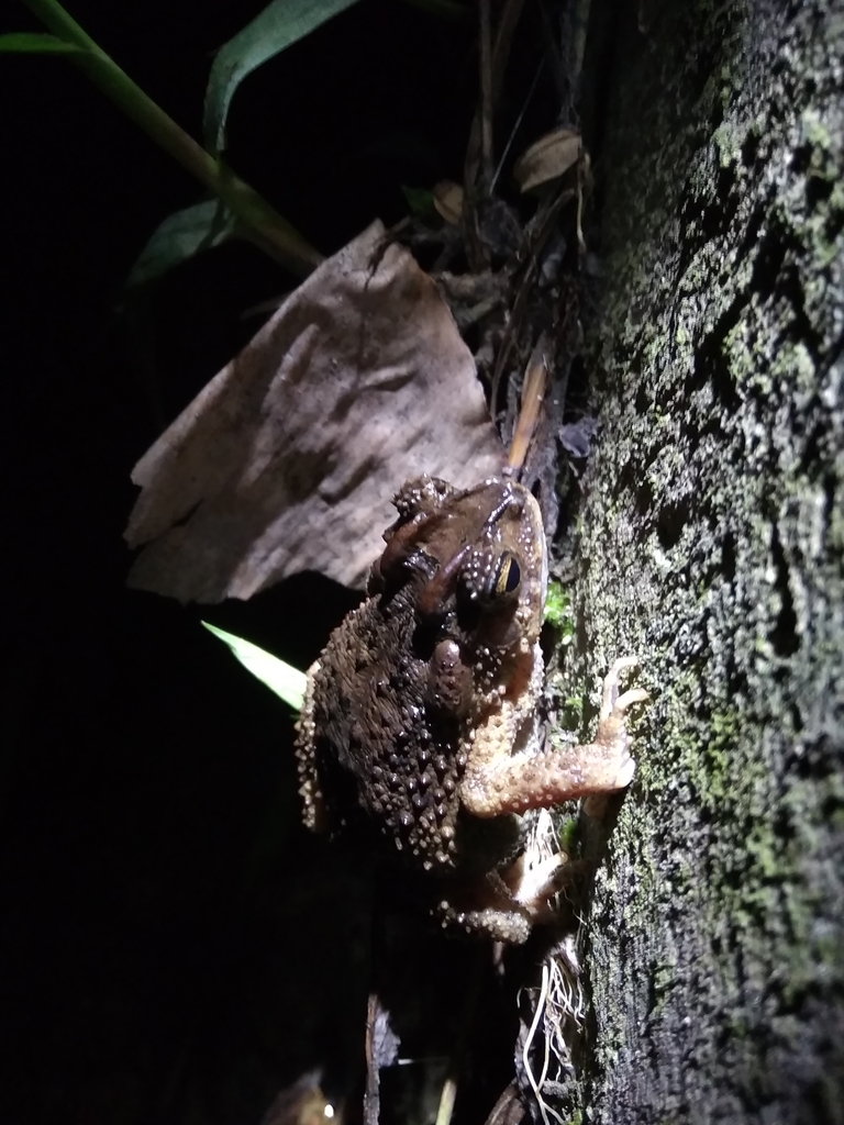 Benkulen Toad