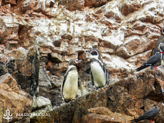 Spheniscus humboldti