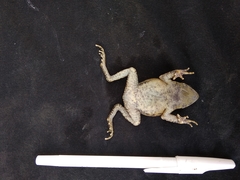 Ingerophrynus claviger