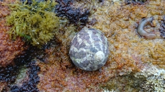 Austrocochlea porcata image