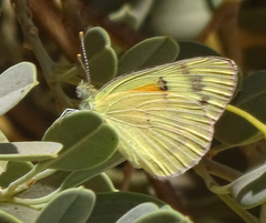 Colotis calais williami