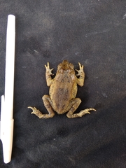 Ingerophrynus claviger