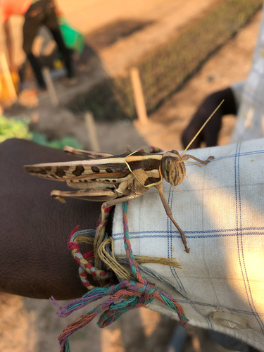 Brown‐spotted Locust
