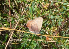 Callophrys augustinus iroides