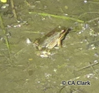 Leptodactylus albilabris