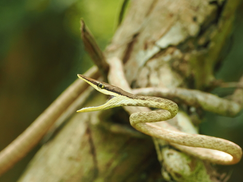 Gulf Coast Vine Snake