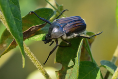 Ischnoscelis hoepfneri