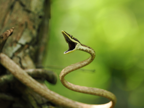 Gulf Coast Vine Snake