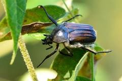 Ischnoscelis hoepfneri