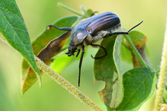 Ischnoscelis hoepfneri