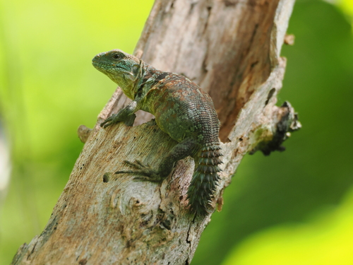 Yucatán Spinytail Iguana, Cachryx defensor