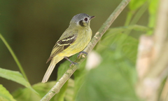 Pogonotriccus ophthalmicus