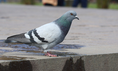 Columba livia domestica