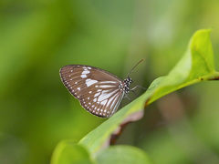Euploea hewitsonii