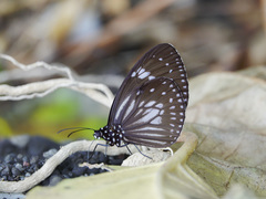 Euploea hewitsonii