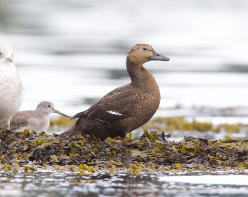Steller's Eider, photo 2 of 10