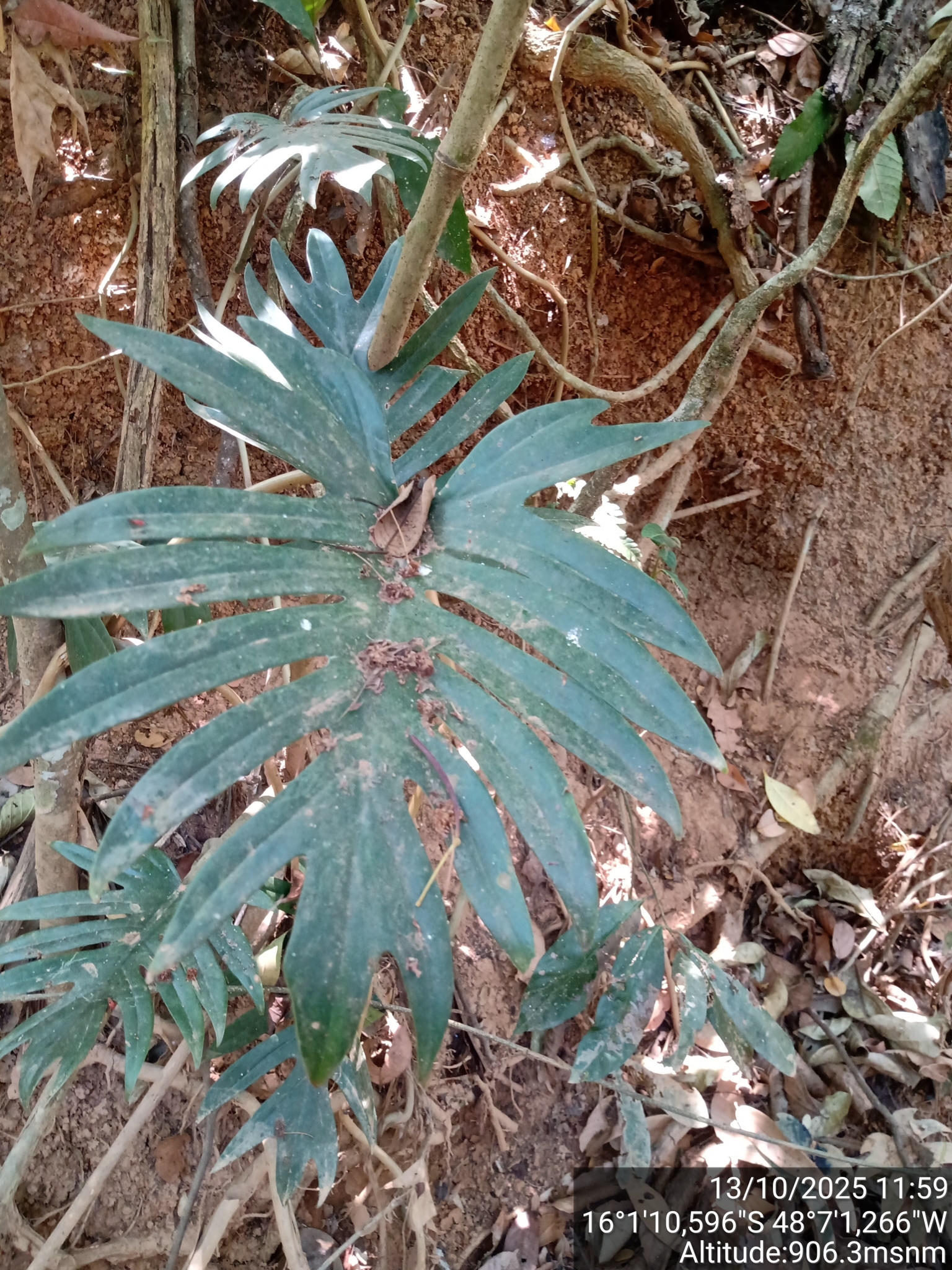 Philodendron Mayo