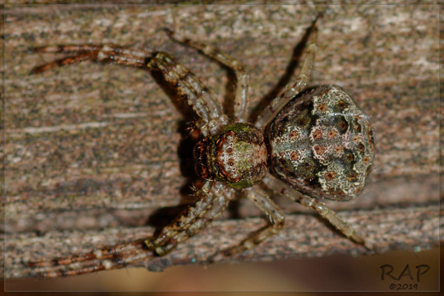 Titidius