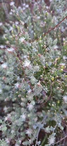 Nevin's Brickellbush (Brickellia nevinii)
