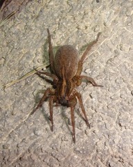 Trochosa terricola