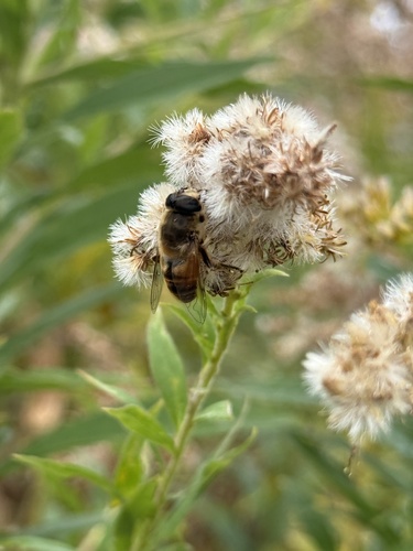 Unknown species found near University of Vermont, Burlington, VT, US