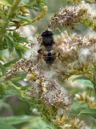 Unknown species found near University of Vermont, Burlington, VT, US