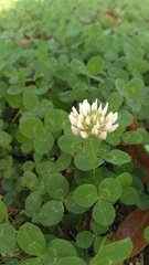 Trifolium repens