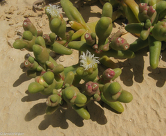 Mesembryanthemum cryptanthum